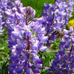 Broadleaf Lupine Seeds - Lupinus latifolius - 30 Seeds - Perennial Wildflower - Image 11