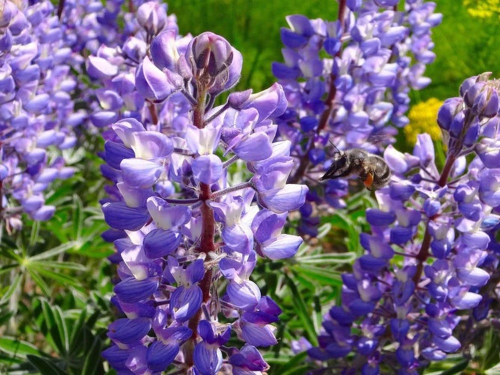 Broadleaf Lupine Seeds - Lupinus latifolius - 30 Seeds - Perennial Wildflower - Image 11
