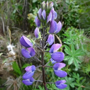 Broadleaf Lupine Seeds - Lupinus latifolius - 30 Seeds - Perennial Wildflower - Image 12