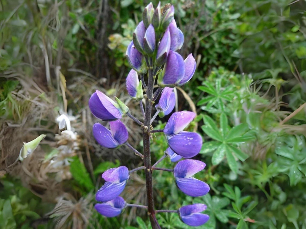 Broadleaf Lupine Seeds - Lupinus latifolius - 30 Seeds - Perennial Wildflower - Image 12