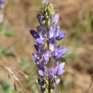 Broadleaf Lupine Seeds - Lupinus latifolius - 30 Seeds - Perennial Wildflower - Image 2