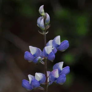 Broadleaf Lupine Seeds - Lupinus latifolius - 30 Seeds - Perennial Wildflower - Image 4