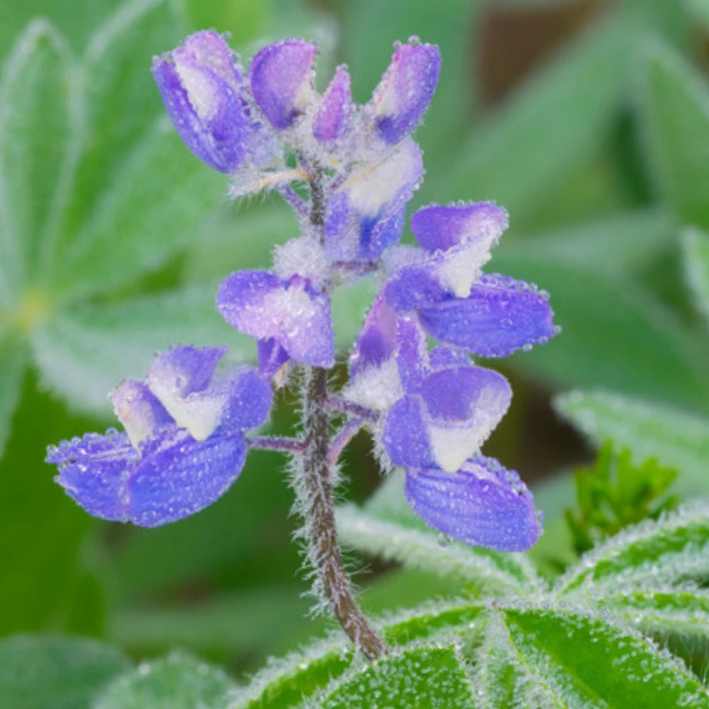 Broadleaf Lupine Seeds - Lupinus latifolius - 30 Seeds - Perennial Wildflower - Image 5