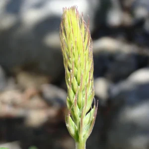 Broadleaf Lupine Seeds - Lupinus latifolius - 30 Seeds - Perennial Wildflower - Image 6
