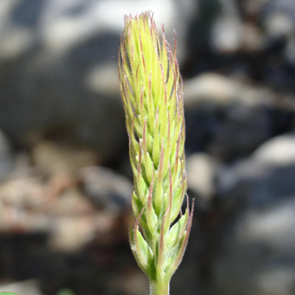 Broadleaf Lupine Seeds - Lupinus latifolius - 30 Seeds - Perennial Wildflower - Image 6