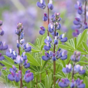 Broadleaf Lupine Seeds - Lupinus latifolius - 30 Seeds - Perennial Wildflower - Image 7