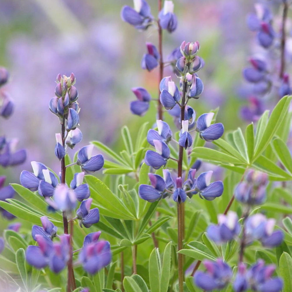 Broadleaf Lupine Seeds - Lupinus latifolius - 30 Seeds - Perennial Wildflower - Image 7