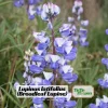Broadleaf Lupine Seeds - Lupinus latifolius - 30 Seeds - Perennial Wildflower - Image 1