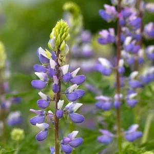 Broadleaf Lupine Seeds - Lupinus latifolius - 30 Seeds - Perennial Wildflower - Image 8