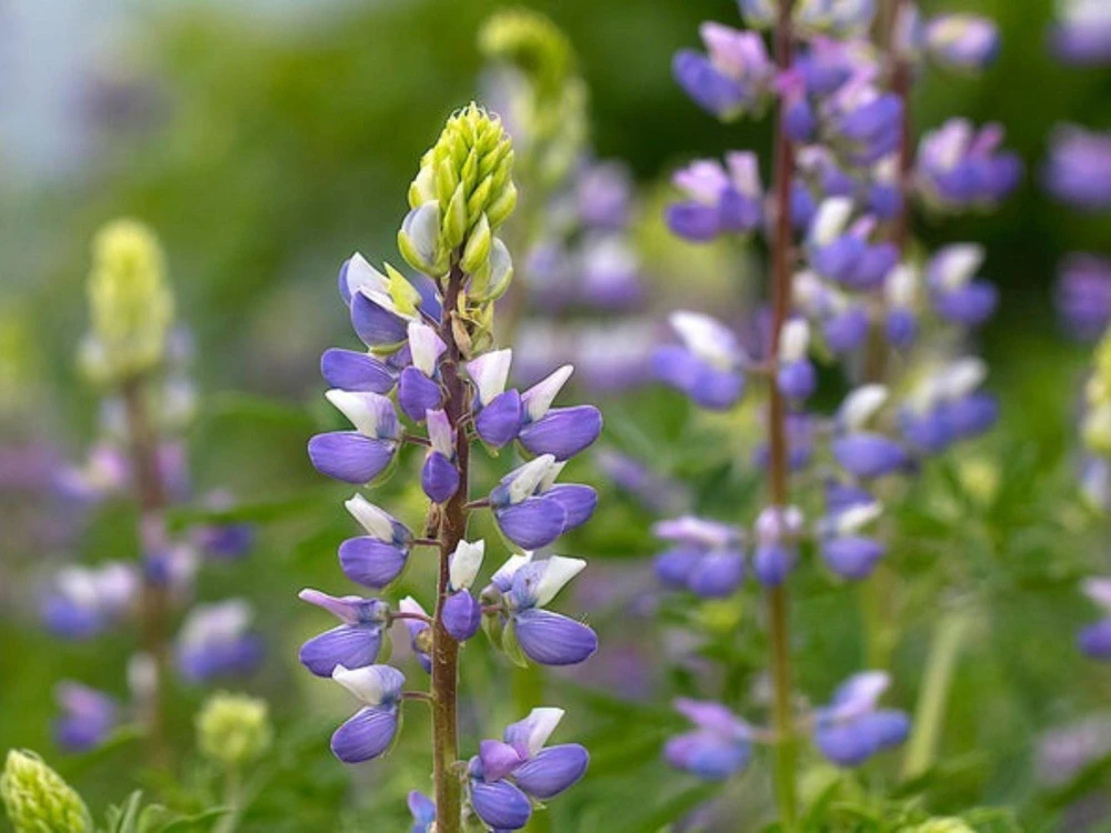 Broadleaf Lupine Seeds - Lupinus latifolius - 30 Seeds - Perennial Wildflower - Image 8