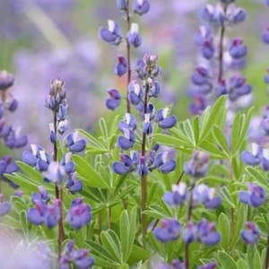 Broadleaf Lupine Seeds - Lupinus latifolius - 30 Seeds - Perennial Wildflower - Image 9