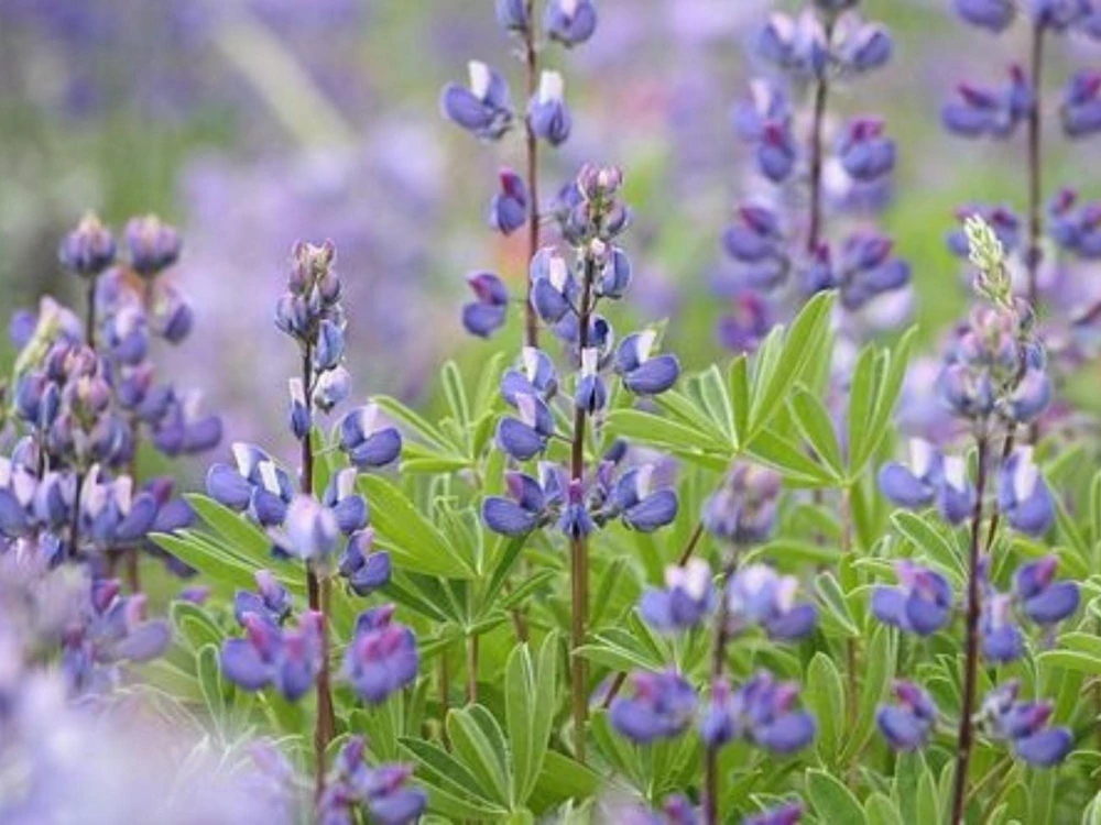 Broadleaf Lupine Seeds - Lupinus latifolius - 30 Seeds - Perennial Wildflower - Image 9