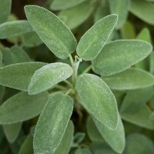 Broadleaf Sage Seeds - Common Garden Salvia Officinalis, Heirloom Non-GMO Herb, 40 Seeds - Image 2