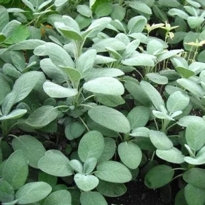 Broadleaf Sage Seeds - Common Garden Salvia Officinalis, Heirloom Non-GMO Herb, 40 Seeds - Image 3