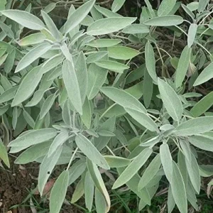 Broadleaf Sage Seeds - Common Garden Salvia Officinalis, Heirloom Non-GMO Herb, 40 Seeds - Image 4