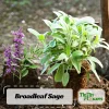 Broadleaf Sage Seeds - Common Garden Salvia Officinalis, Heirloom Non-GMO Herb, 40 Seeds - Image 1
