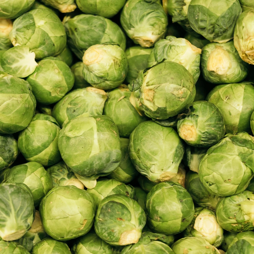 Brussels Sprouts Seeds - Heirloom Vegetable Seeds - 50 Count Pack - Cold Hardy for Fall & Winter Harvest - Image 10