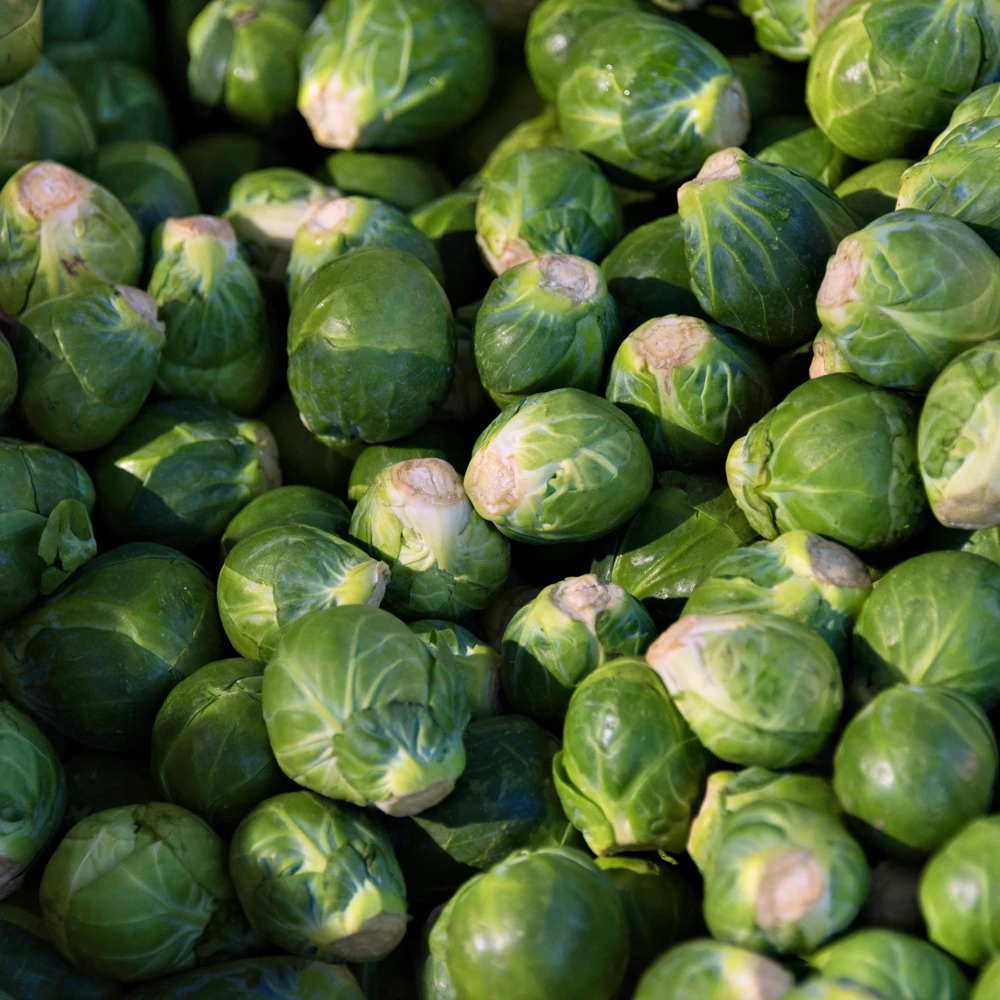 Brussels Sprouts Seeds - Heirloom Vegetable Seeds - 50 Count Pack - Cold Hardy for Fall & Winter Harvest - Image 2