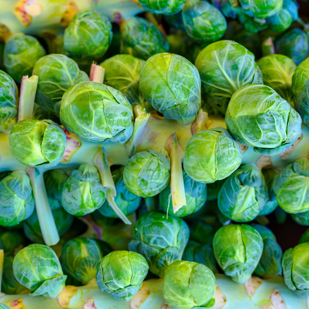 Brussels Sprouts Seeds - Heirloom Vegetable Seeds - 50 Count Pack - Cold Hardy for Fall & Winter Harvest - Image 3