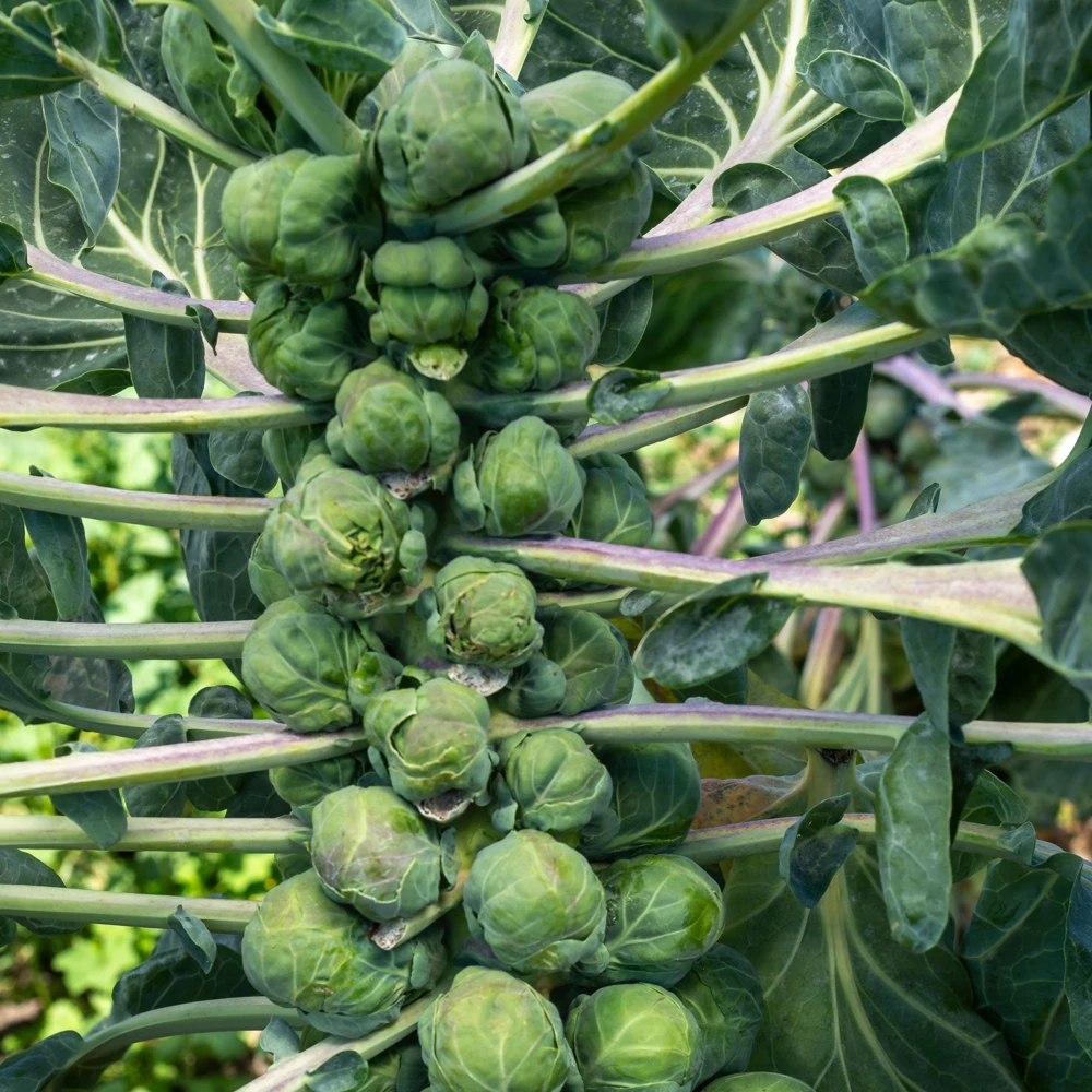 Brussels Sprouts Seeds - Heirloom Vegetable Seeds - 50 Count Pack - Cold Hardy for Fall & Winter Harvest - Image 7