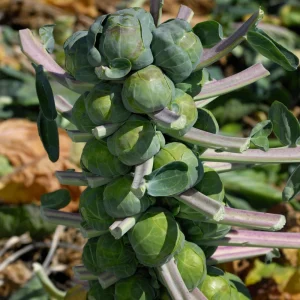 Brussels Sprouts Seeds - Heirloom Vegetable Seeds - 50 Count Pack - Cold Hardy for Fall & Winter Harvest - Image 8