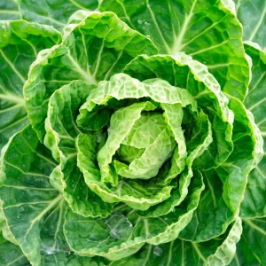 Brussels Sprouts Seeds - Heirloom Vegetable Seeds - 50 Count Pack - Cold Hardy for Fall & Winter Harvest - Image 9