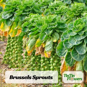 Brussels Sprouts Seeds - Heirloom Vegetable Seeds - 50 Count Pack - Cold Hardy for Fall & Winter Harvest - Image 1