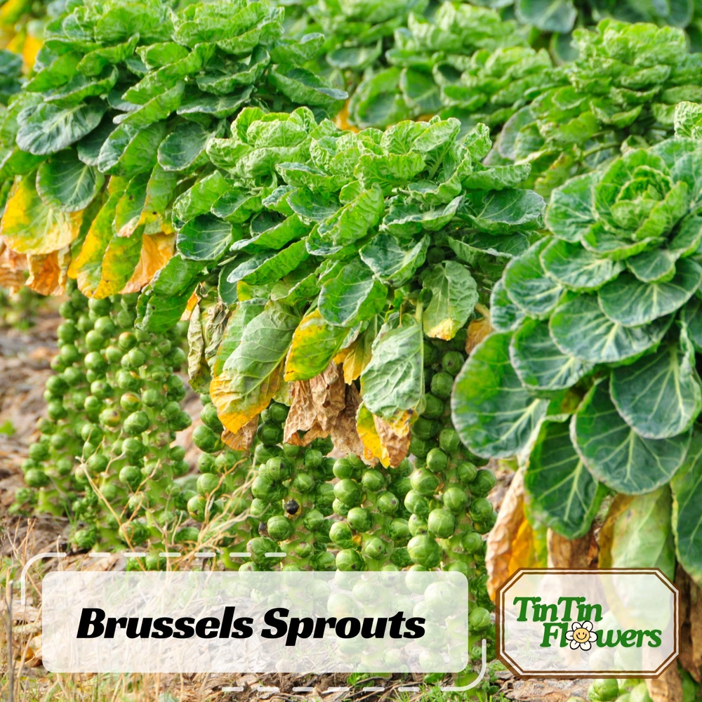 Brussels Sprouts Seeds - Heirloom Vegetable Seeds - 50 Count Pack - Cold Hardy for Fall & Winter Harvest - Image 1