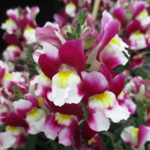 Burgundy Bicolor Snapdragon Seeds - 30 Seeds - Cold Resistant - Image 10