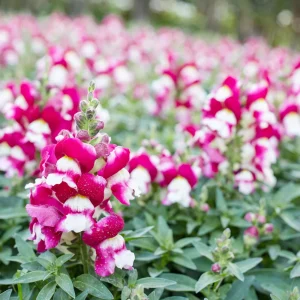 Burgundy Bicolor Snapdragon Seeds - 30 Seeds - Cold Resistant - Image 11