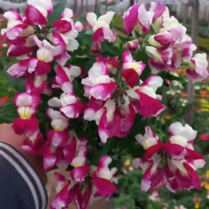 Burgundy Bicolor Snapdragon Seeds - 30 Seeds - Cold Resistant - Image 13