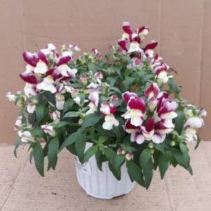 Burgundy Bicolor Snapdragon Seeds - 30 Seeds - Cold Resistant - Image 14