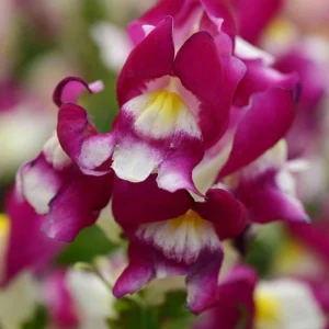 Burgundy Bicolor Snapdragon Seeds - 30 Seeds - Cold Resistant - Image 15