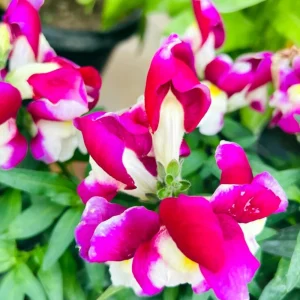 Burgundy Bicolor Snapdragon Seeds - 30 Seeds - Cold Resistant - Image 2