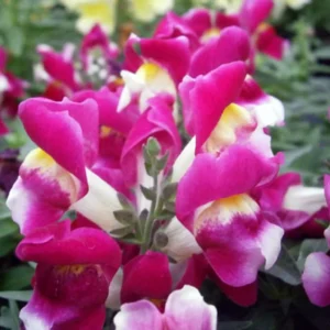 Burgundy Bicolor Snapdragon Seeds - 30 Seeds - Cold Resistant - Image 3