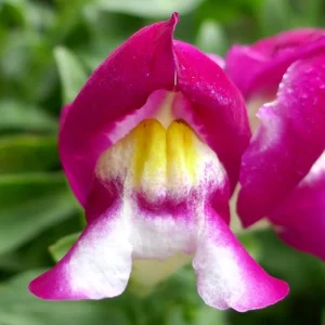 Burgundy Bicolor Snapdragon Seeds - 30 Seeds - Cold Resistant - Image 4