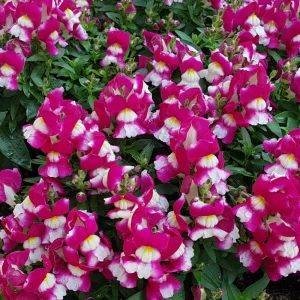 Burgundy Bicolor Snapdragon Seeds - 30 Seeds - Cold Resistant - Image 5