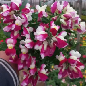 Burgundy Bicolor Snapdragon Seeds - 30 Seeds - Cold Resistant - Image 6