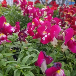 Burgundy Bicolor Snapdragon Seeds - 30 Seeds - Cold Resistant - Image 7