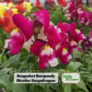 Burgundy Bicolor Snapdragon Seeds - 30 Seeds - Cold Resistant - Image 1