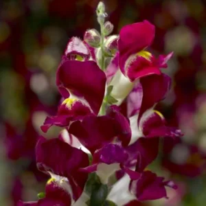 Burgundy Bicolor Snapdragon Seeds - 30 Seeds - Cold Resistant - Image 8