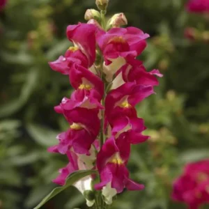 Burgundy Bicolor Snapdragon Seeds - 30 Seeds - Cold Resistant - Image 9