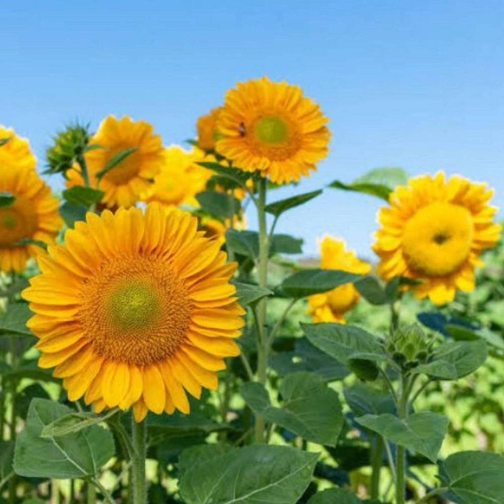Buttercream Sunflower Seeds - 25 Seeds - Open-Pollinating, Drought Resistant Annuals - Image 10