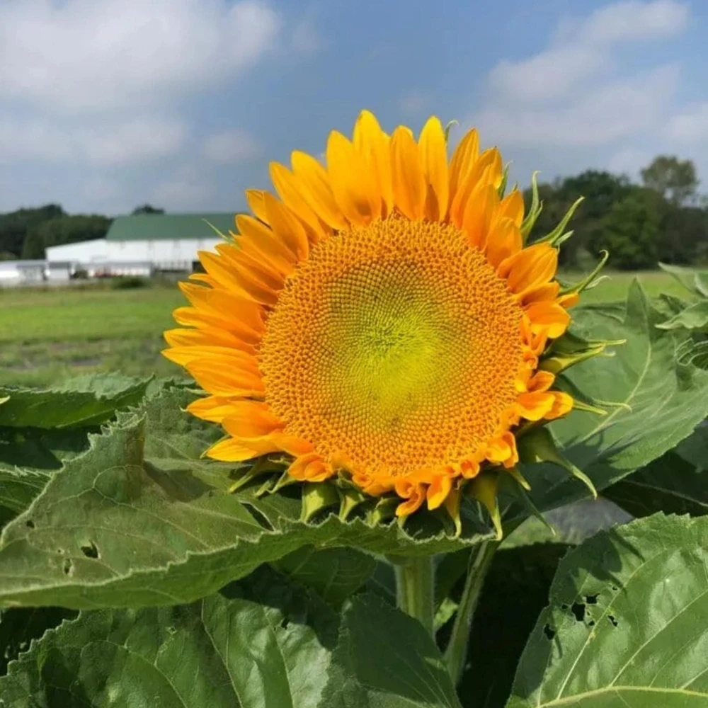 Buttercream Sunflower Seeds - 25 Seeds - Open-Pollinating, Drought Resistant Annuals - Image 11