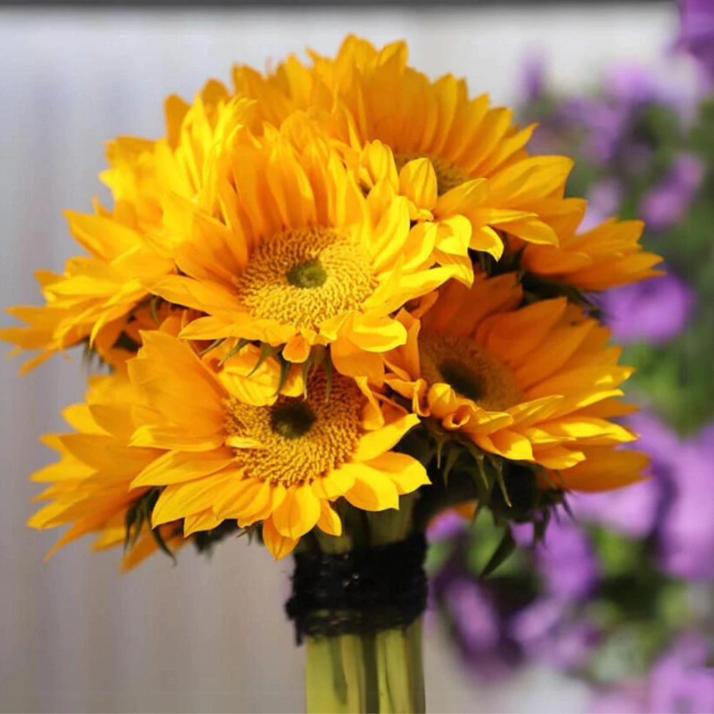 Buttercream Sunflower Seeds - 25 Seeds - Open-Pollinating, Drought Resistant Annuals - Image 12
