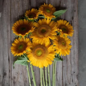 Buttercream Sunflower Seeds - 25 Seeds - Open-Pollinating, Drought Resistant Annuals - Image 13