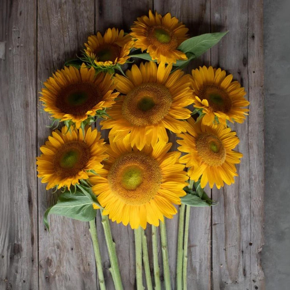 Buttercream Sunflower Seeds - 25 Seeds - Open-Pollinating, Drought Resistant Annuals - Image 13
