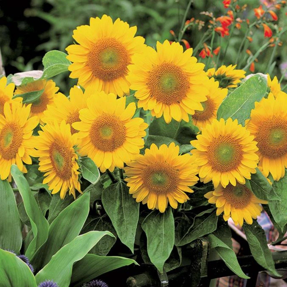 Buttercream Sunflower Seeds - 25 Seeds - Open-Pollinating, Drought Resistant Annuals - Image 14
