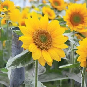 Buttercream Sunflower Seeds - 25 Seeds - Open-Pollinating, Drought Resistant Annuals - Image 15