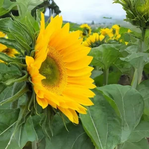 Buttercream Sunflower Seeds - 25 Seeds - Open-Pollinating, Drought Resistant Annuals - Image 16